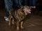 Brooklyn Mutt Show