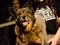 Brooklyn Mutt Show