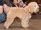 Brooklyn Mutt Show