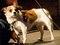 Brooklyn Mutt Show