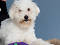 Lamb Chop, cared for by Bideawee