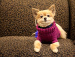 Vivi, 10, Pomeranian, Flatiron District