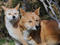 Dingos