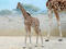 Baringo giraffe calf
