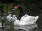 Black-necked swan cygnets