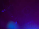 Holy Ghost! perform at the Great Googamooga on Saturday, May 19