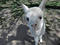 Baby alpaca