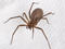 Brown recluse spider in "Spiders Alive!" at the American Museum of Natural History