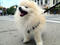 Tommy the Pomeranian