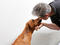 Name: Atlas
Breed: Rhodesian ridgeback
Office: Huge (hugeinc.com)
Title and duties: Snack tester