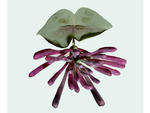 Rosemarie Trockel, Botanical Slide Show