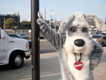 Bark in the Park