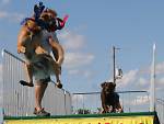 Ultimate Air Dogs, one of Time Out's 101 things to do in New York in fall