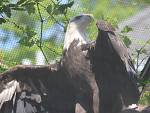 American bald eagle