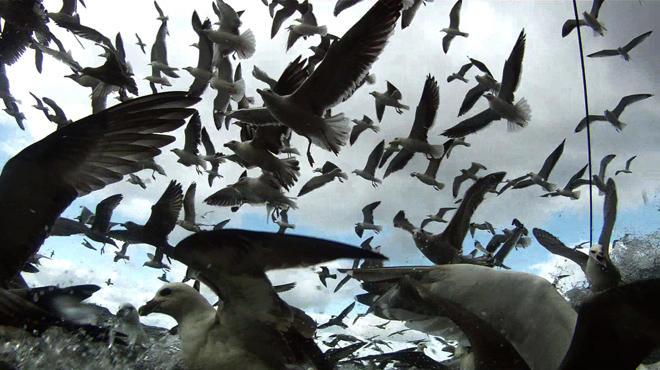 New York Film Festival 2012: Leviathan
