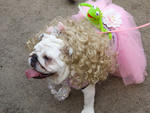 Halloween in New York photos: Tompkins Square Park Halloween Dog Parade