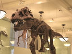American Museum of Natural History