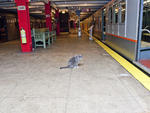 New York Transit Museum