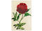 Peony Tray