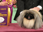 Malachy, Best in Show winner at the Westminster Kennel Club Dog Show 2012