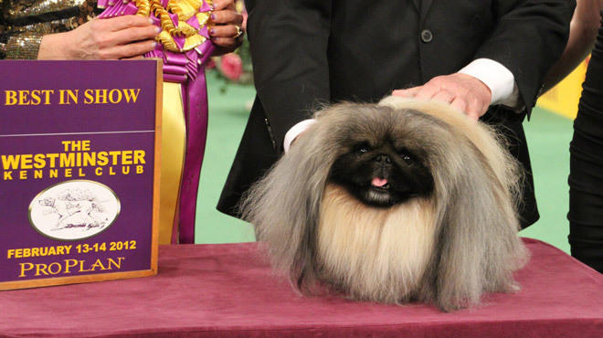 Malachy, Best in Show winner at the Westminster Kennel Club Dog Show 2012