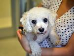 Blanco, 9, Bichon Frisé  mix. Adopt at ASPCA. 