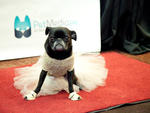 New York Pet Fashion Show 2013