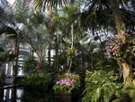 The Orchid Show 2013 at the New York Botanical Garden