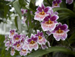 The Orchid Show 2013 at the New York Botanical Garden
