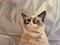 Meme: Grumpy Cat