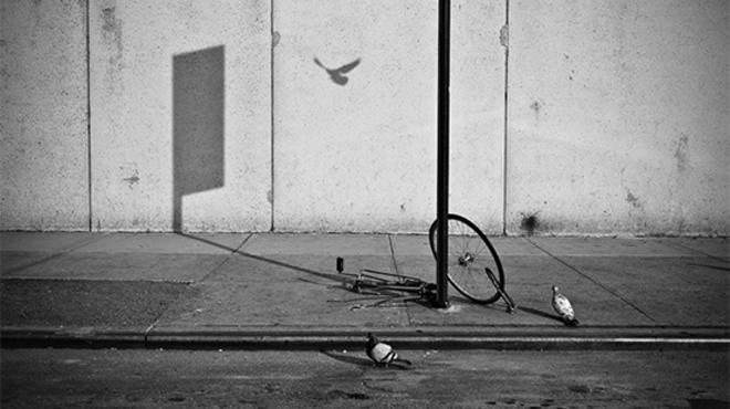 Abandoned bike and flying pigeon.