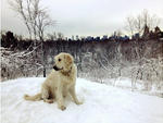 Winter in Central Park