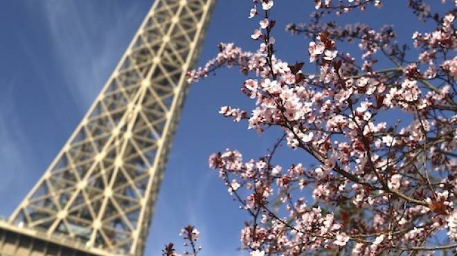Sunshine and cherry blossom bring the Eiffel Tower to life during spring in Paris