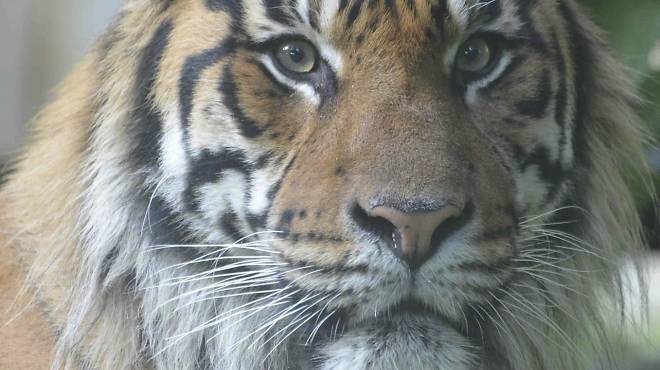 Tiger Territory at London Zoo