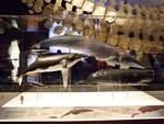 "Whales: Giants of the Deep"