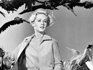 The Birds