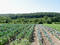Hawthorne Valley