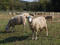 Valley Shepherd Creamery