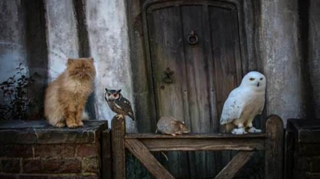 Animal Week at the Warner Bros Studio...
