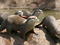 Otters Otters