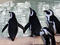 Penguins Penguins