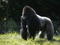 Gorilla kingdom Gorilla kingdom