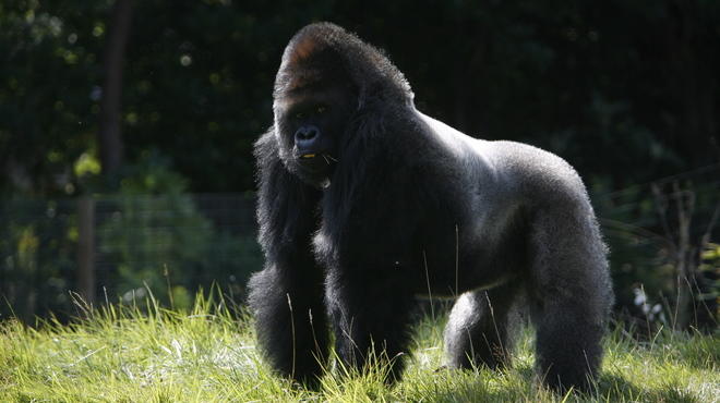 Gorilla kingdom