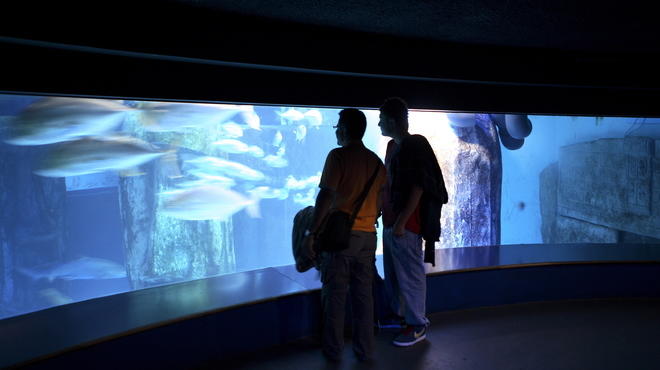 Aquarium tank