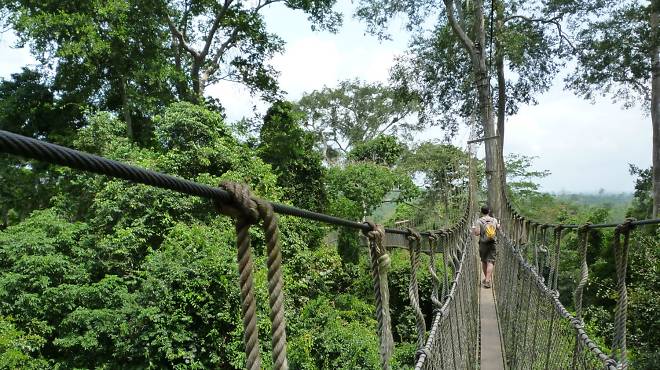 Canopy walkway