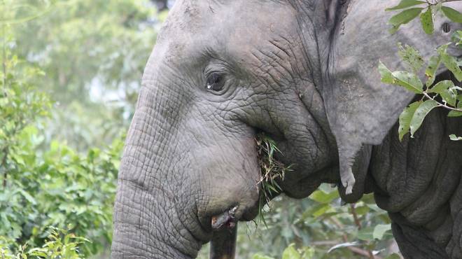 An elephant in Mole National Park