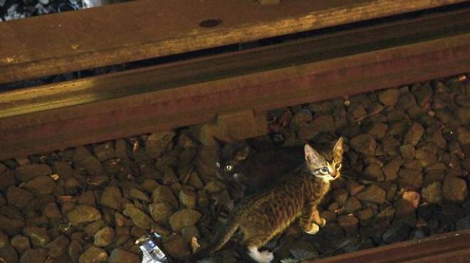 The infamous subway kittens.