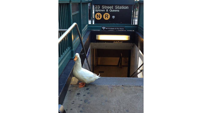 See what your viral marketing hath wrought?