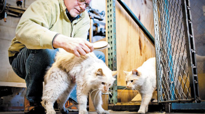 Chicago 12/11/12Howard Skolnik grooms adopted cats King and Prince at his factory Skolnik Industries in Chicago.