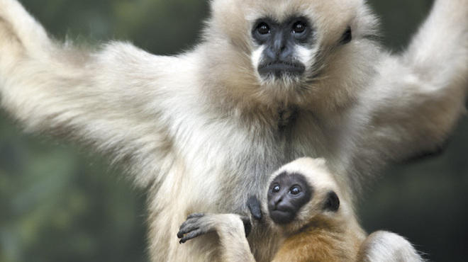Lincoln Park Zoo: Visis the Gibbon baby in the Animal Lifestyles area at Lincoln Park Zoo.